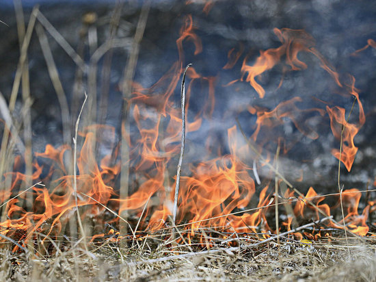На помощь в тушении лесных пожаров в Курганской области отправили ещё 50 северян