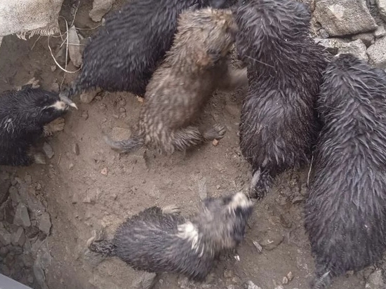 «Промокшая под дождем и снегом»: собаку и семь щенков спасли на Сахалине
