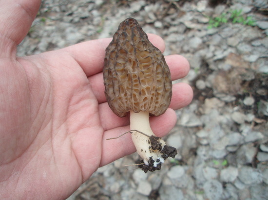 В лесах Саратовской области начался сбор грибов: рассказываем, как их найти