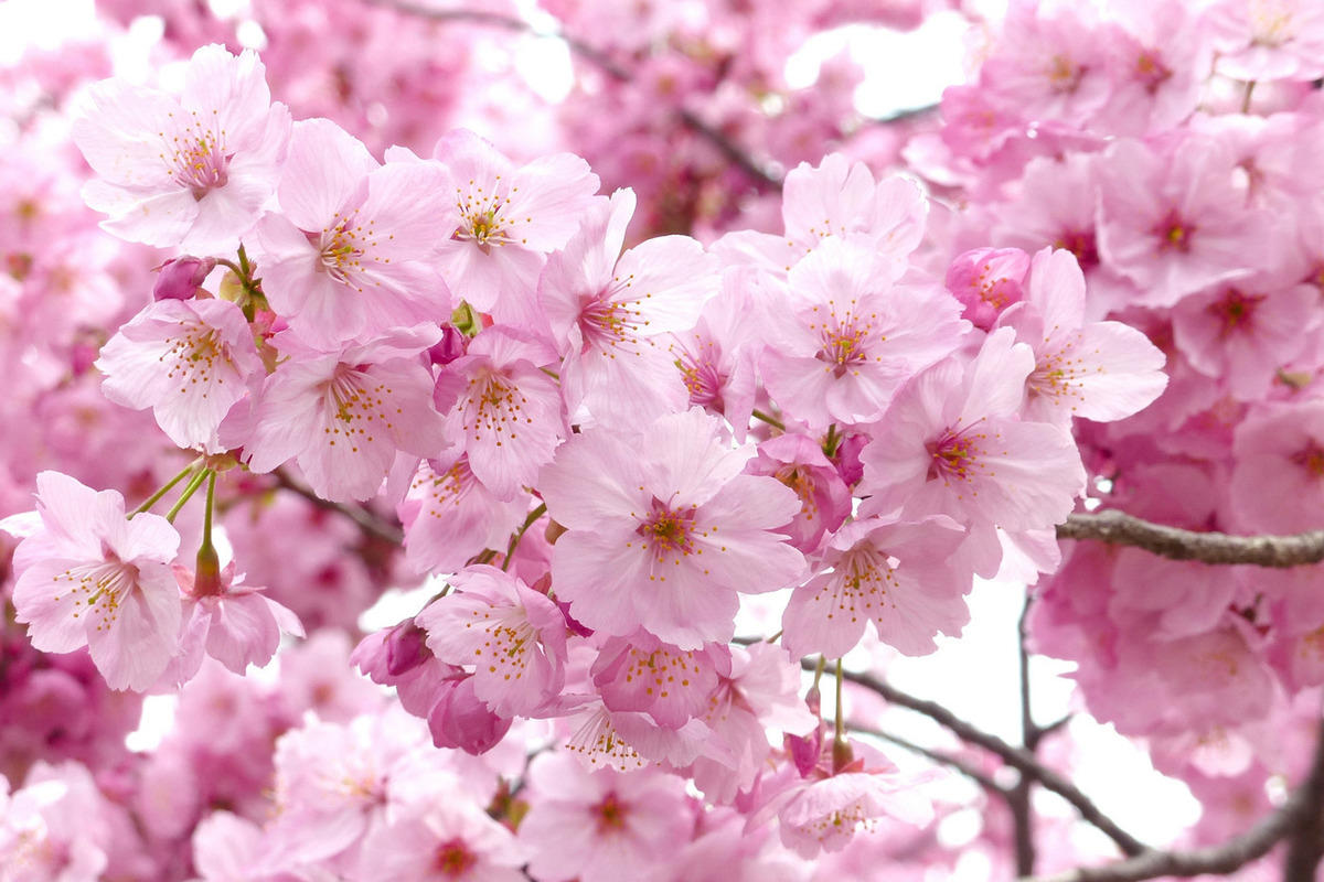 Японские цветы Сакура