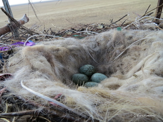 Редкие птицы вернулись в искусственные гнезда в Даурском заповеднике