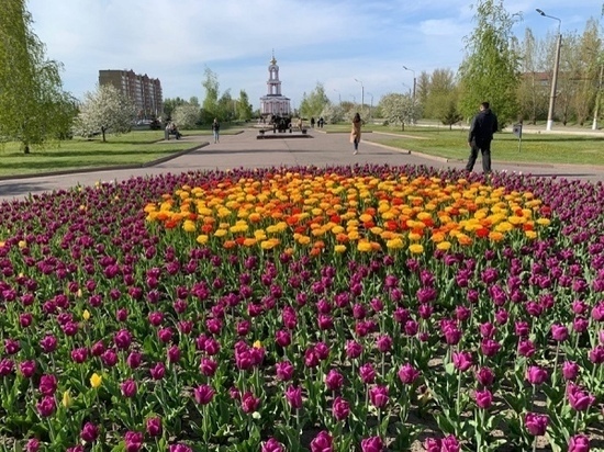 В Курске распустилось 26 тысяч тюльпанов элитных сортов