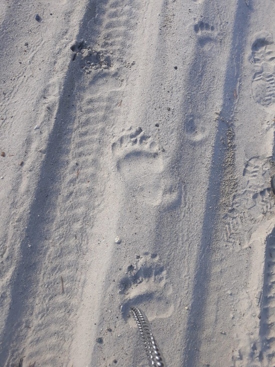 Проснулись не только змеи: медвежьи следы заметили у озера в Ноябрьске