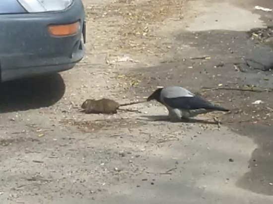В Ярославле сняли на видео битву крысы с вороной