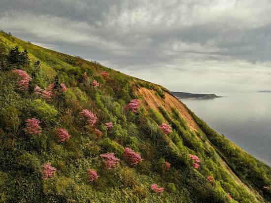 Цветение сакуры на Сахалине 2022: дата, история и красивые места для фото