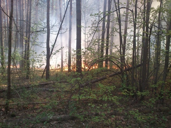 Почти 10 гектаров лесов пострадало в Пензенской области из-за лесных пожаров