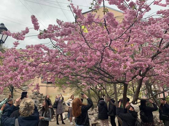 Петербуржцы оккупировали сад Дружбы ради фото с цветущей сакурой