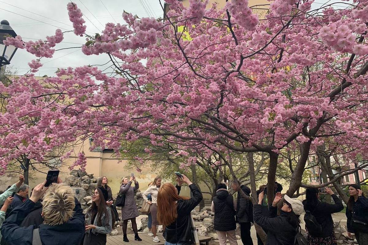 В питере цветет сакура фото