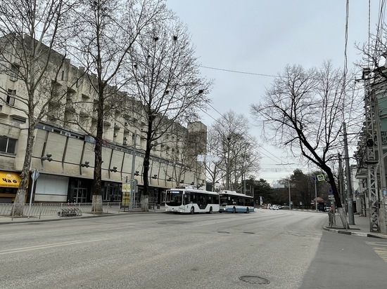 В Симферополе приостановили обрезку деревьев до "изучения вопроса"