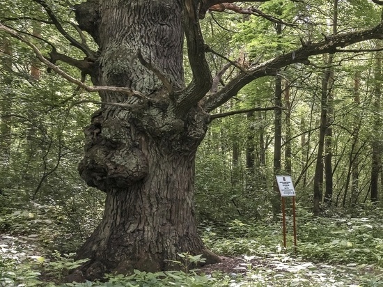 256-летний дуб из Льгова может стать деревом года в России