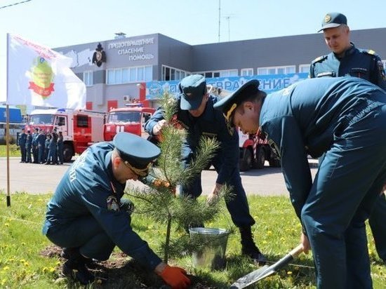 В Курске сотрудники МЧС высадили аллею из 22 сосен на улице Карла Маркса