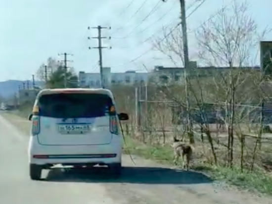 Жителей Сахалина возмутил водитель, выгуливающий собаку через окно