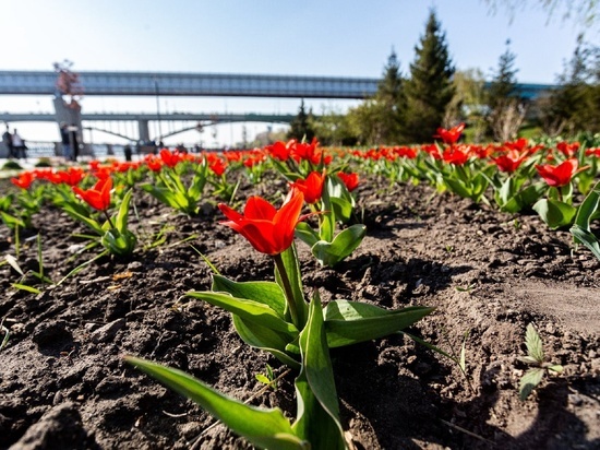 В Новосибирске 12 мая потеплеет до +22 градусов