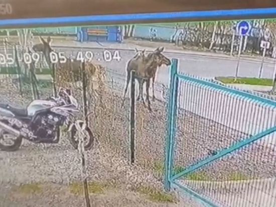 Три лося атаковали автостоянку в пригороде Новосибирска