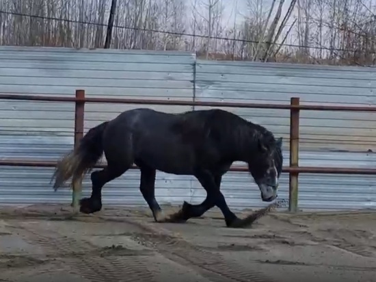 В Ярославском зоопарке поселили коня-гиганта