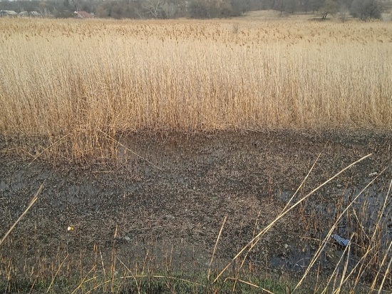 В Буденновском районе Донецка огонь охватил поле камышей