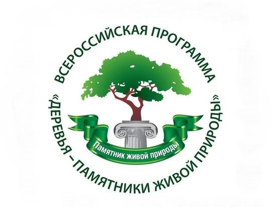 Карагайская лиственница претендует на звание главного дерева страны
