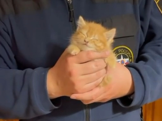 Сотрудники МЧС спасли котенка в многоэтажке во Владикавказе