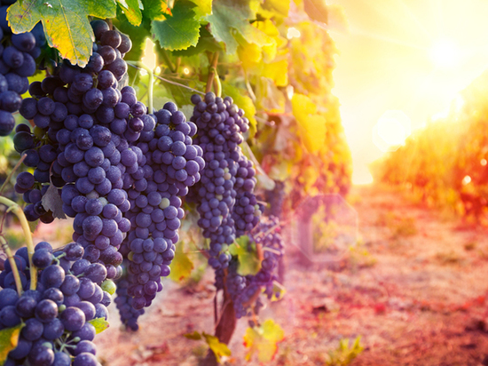 Эксперты Россельхозбанка: для полного удовлетворения внутреннего спроса на российское вино необходимо увеличить посадки винограда на 100 000 га