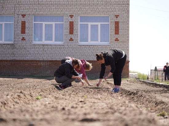 Копать будем здесь: в Алтайском крае сохраняют традиции труда на пришкольных участках