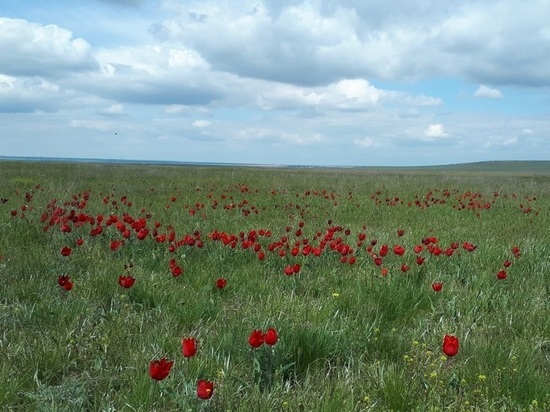 «Фестиваль тюльпанов» в Калмыкии собрал гостей из 74 регионов России