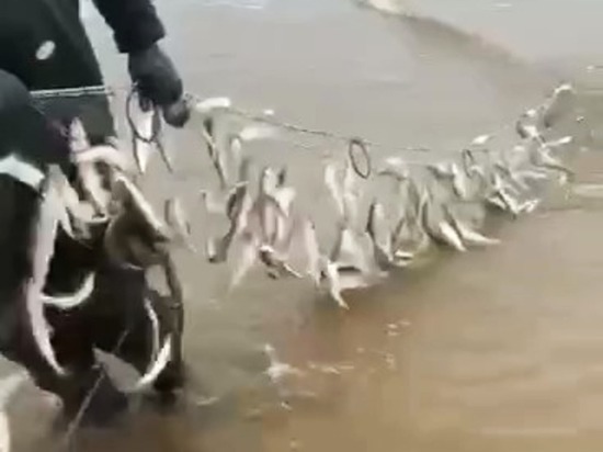 Большой улов корюшки показали рыбаки на Сахалине
