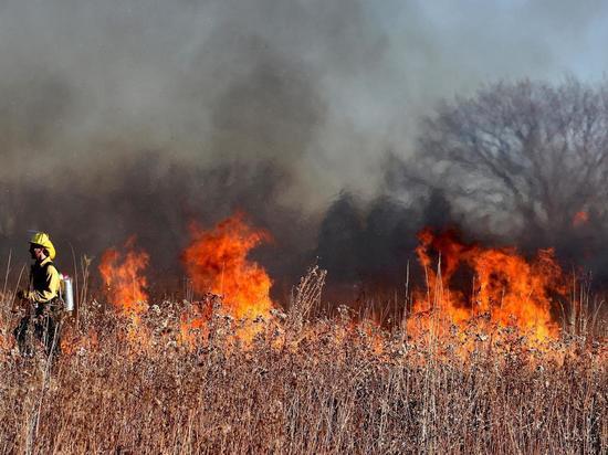 Пять уголовных дел возбудили в Новосибирской области из-за поджога травы