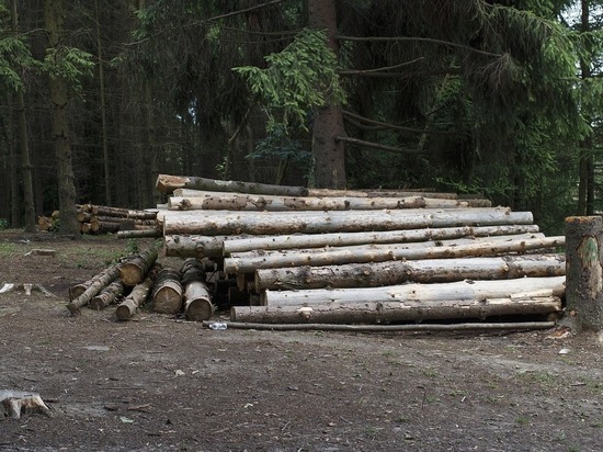 Житель Коми ответит в суде Марий Эл за незаконную рубку леса