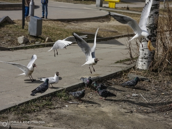 Чайки вьют гнезда и, защищая их, нападают на жителей Петрозаводска