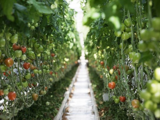 Губернатор пообещал ставропольцам «свои» овощи