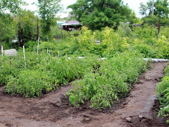 Психолог перечислила основные плюсы отдыха на даче