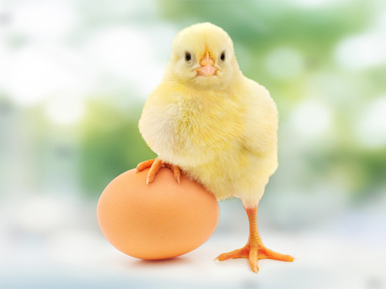 Россия вошла в топ-10 стран с наибольшим потреблением куриных яиц на душу населения