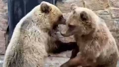 В челябинском зоопарке после разлуки воссоединились сестры-медведицы: трогательное видео