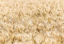 В Грузии фактически исчерпаны запасы пшеницы, в ближайшие дни мельницы страны прекратят работу