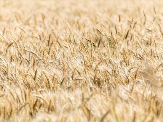 В Грузии закончились запасы пшеницы
