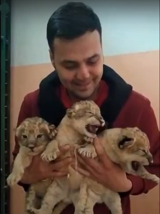 В Костромском цирке стало на трех львов больше