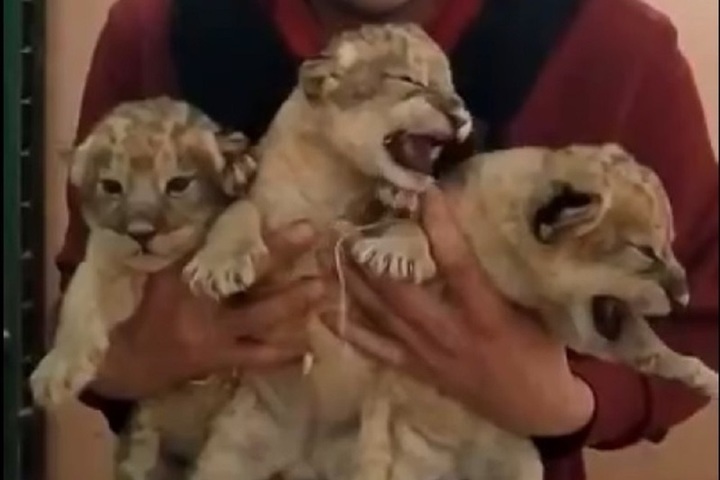 В Костромском цирке стало на трех львов больше