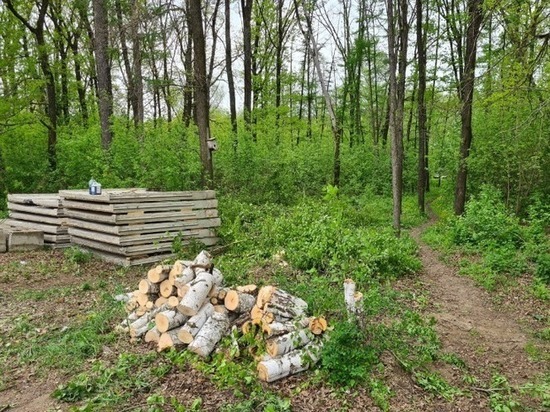 В Пригородном лесу под Тамбовом остановили незаконную вырубку деревьев на берегу Цны