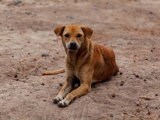 Более 1200 бездомных собак отловили в Чите с начала года