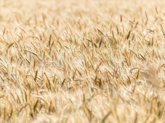 Индийские власти запретили экспорт пшеницы