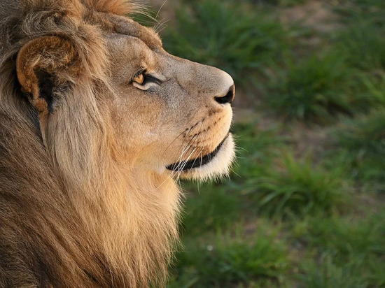В Калининградском зоопарке встречают утро со львом
