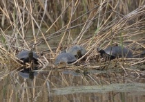 Весной 2022 года было замечено 12 занесённых в Красную книгу Тульской области болотных черепах