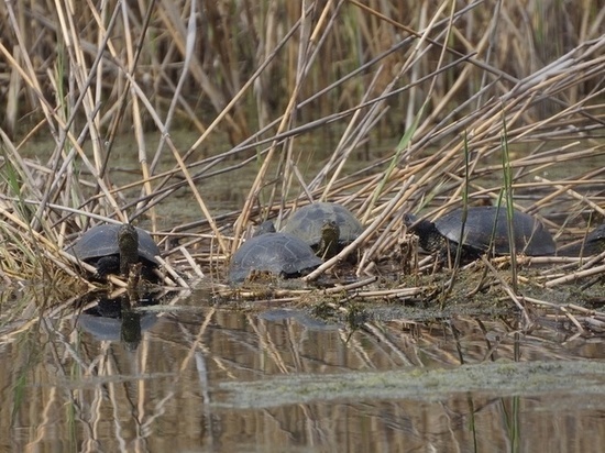 В одном из водоёмов Тулы заметили 12 краснокнижных болотных черепах