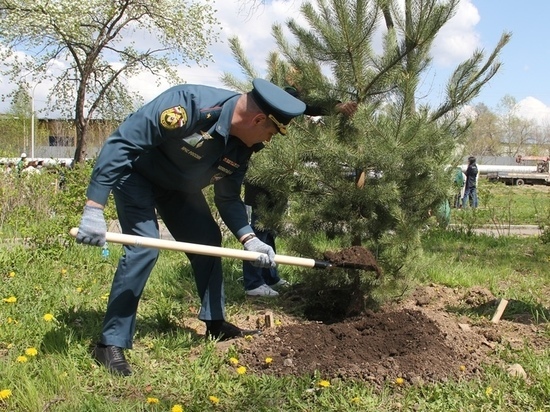 Спасатели высадили молодые деревья в Хабаровске