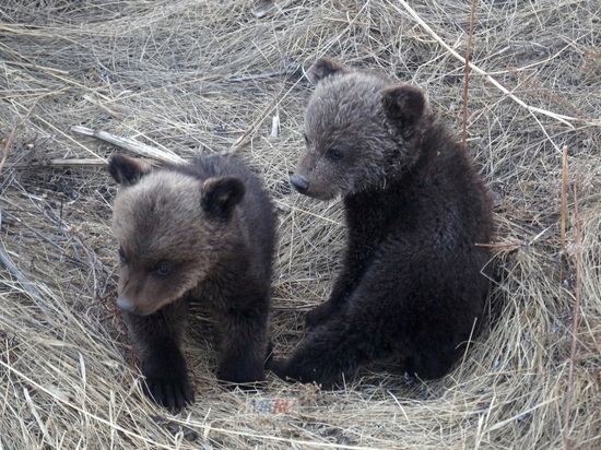 В садовом обществе под Лесосибирском Красноярского края заметили двух медведей