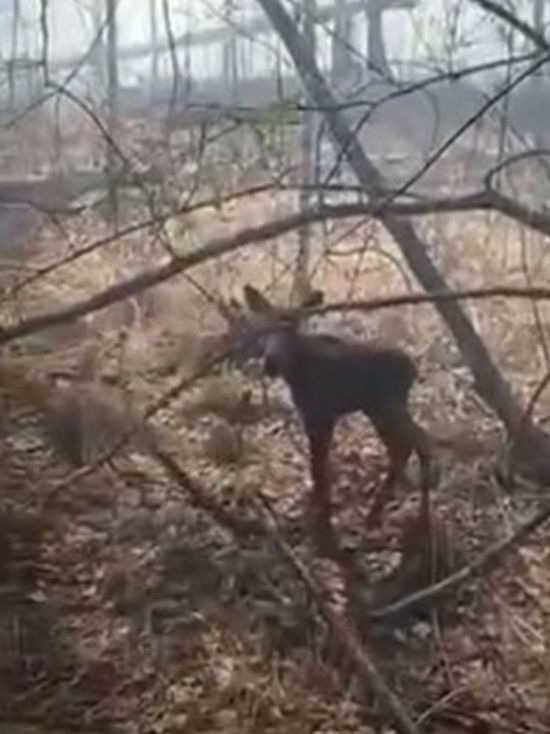 В Тайшетском районе из лесного пожара спасли двух маленьких лосят