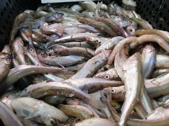 Фестиваль «Корюшка идет» в Новой Ладоге пополнился 10 тоннами рыбы в этом году