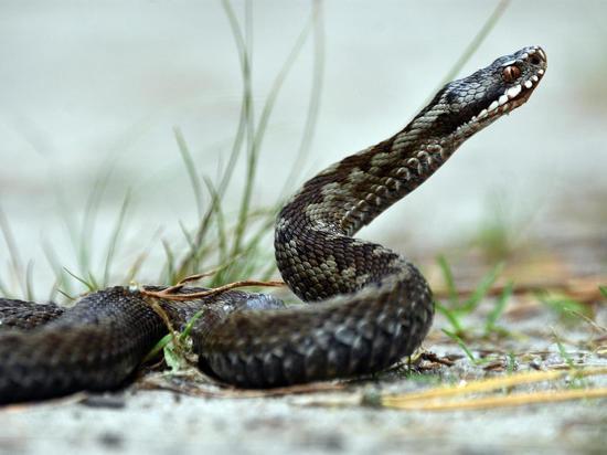 Даем рекомендации для жителей Удмуртии при встрече со змеями на природе