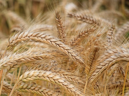 Власти РФ гарантировали безопасность поставок зерновых в Оман