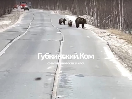 Медведица и медвежата вышли на дорогу близ Харампура